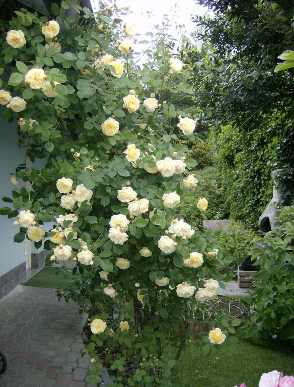 Il Giardino Delle Farfalle Valgioie Exterior photo